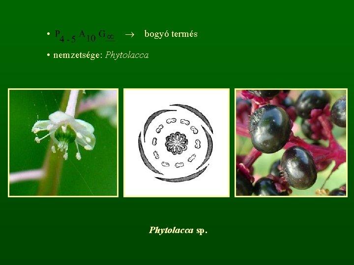  • bogyó termés • nemzetsége: Phytolacca sp. 