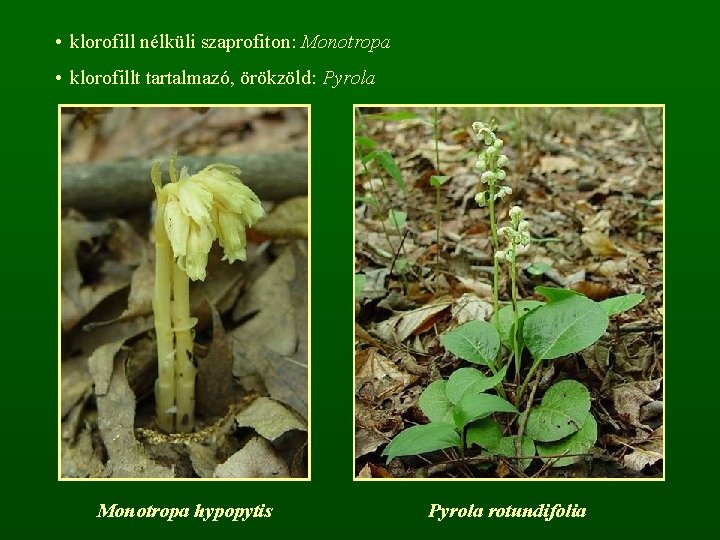  • klorofill nélküli szaprofiton: Monotropa • klorofillt tartalmazó, örökzöld: Pyrola Monotropa hypopytis Pyrola