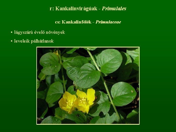 r: Kankalinvirágúak - Primulales cs: Kankalinfélék - Primulaceae • lágyszárú évelő növények • leveleik