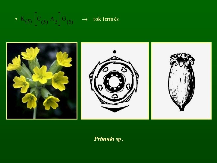  • tok termés Primula sp. 