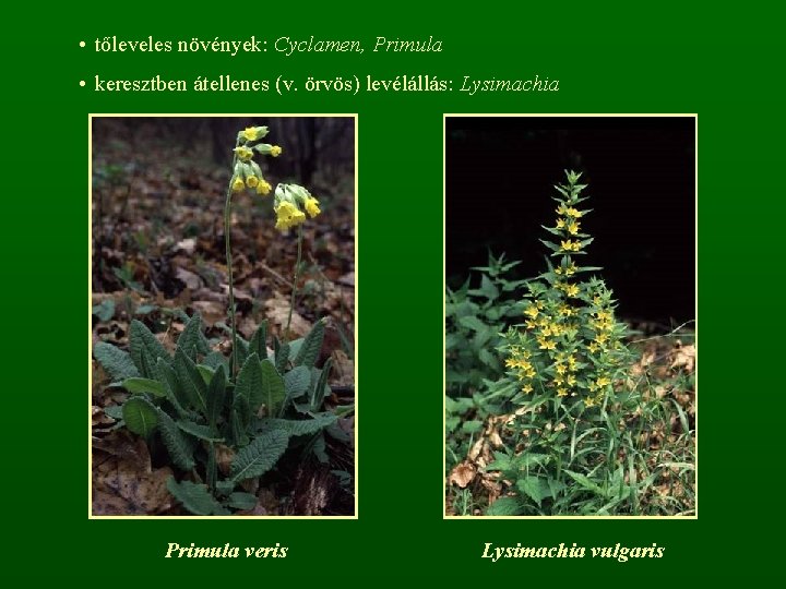  • tőleveles növények: Cyclamen, Primula • keresztben átellenes (v. örvös) levélállás: Lysimachia Primula