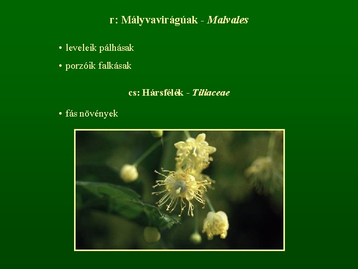 r: Mályvavirágúak - Malvales • leveleik pálhásak • porzóik falkásak cs: Hársfélék - Tiliaceae