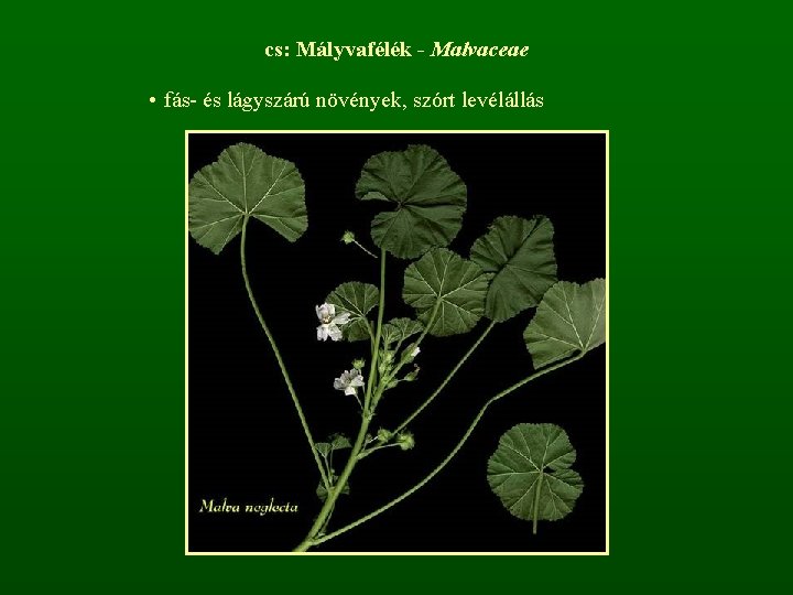 cs: Mályvafélék - Malvaceae • fás- és lágyszárú növények, szórt levélállás 