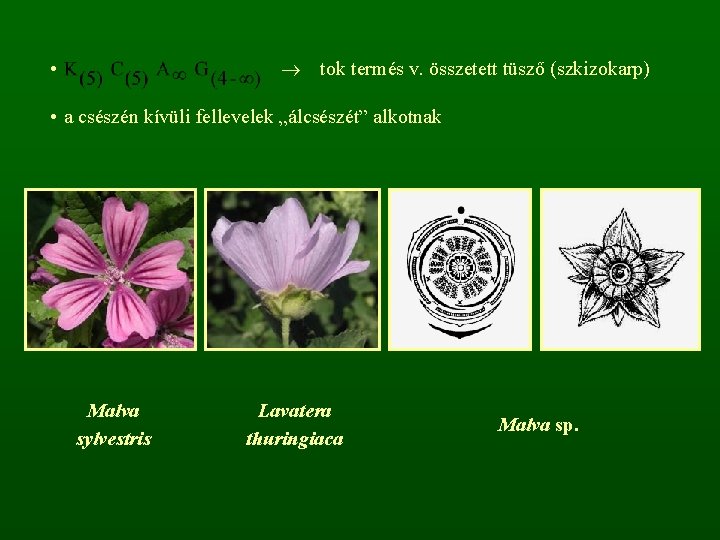  • tok termés v. összetett tüsző (szkizokarp) • a csészén kívüli fellevelek „álcsészét”