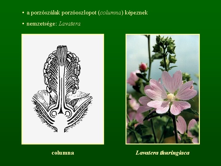  • a porzószálak porzóoszlopot (columna) képeznek • nemzetsége: Lavatera columna Lavatera thuringiaca 