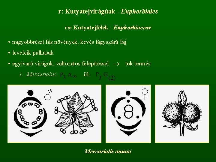 r: Kutyatejvirágúak - Euphorbiales cs: Kutyatejfélék - Euphorbiaceae • nagyobbrészt fás növények, kevés lágyszárú