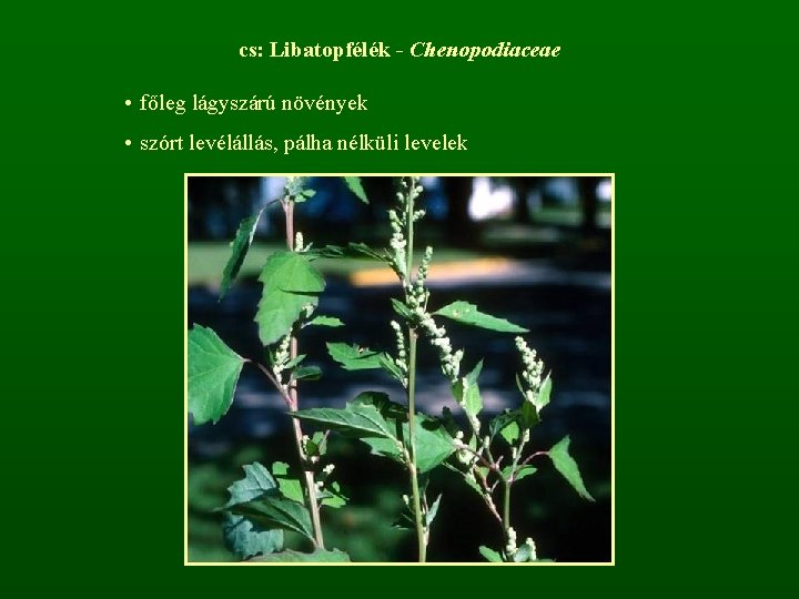 cs: Libatopfélék - Chenopodiaceae • főleg lágyszárú növények • szórt levélállás, pálha nélküli levelek