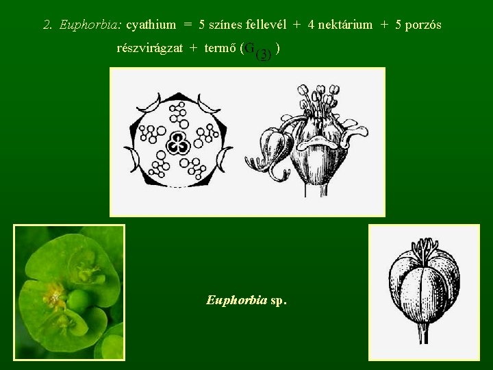 2. Euphorbia: cyathium = 5 színes fellevél + 4 nektárium + 5 porzós részvirágzat