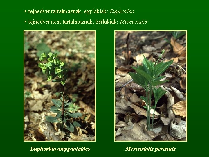  • tejnedvet tartalmaznak, egylakiak: Euphorbia • tejnedvet nem tartalmaznak, kétlakiak: Mercurialis Euphorbia amygdaloides