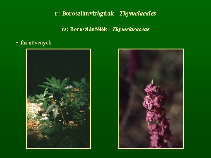 r: Boroszlánvirágúak - Thymelaeales cs: Boroszlánfélék - Thymelaeaceae • fás növények 