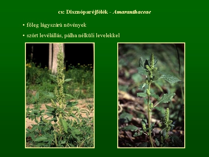 cs: Disznóparéjfélék - Amaranthaceae • főleg lágyszárú növények • szórt levélállás, pálha nélküli levelekkel