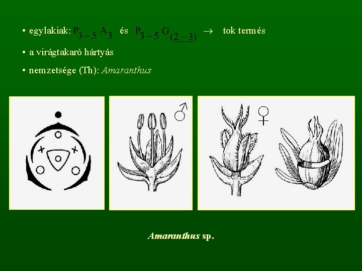  • egylakiak: és tok termés • a virágtakaró hártyás • nemzetsége (Th): Amaranthus