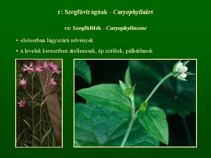 r: Szegfűvirágúak - Caryophyllales cs: Szegfűfélék - Caryophyllaceae • elsősorban lágyszárú növények • a