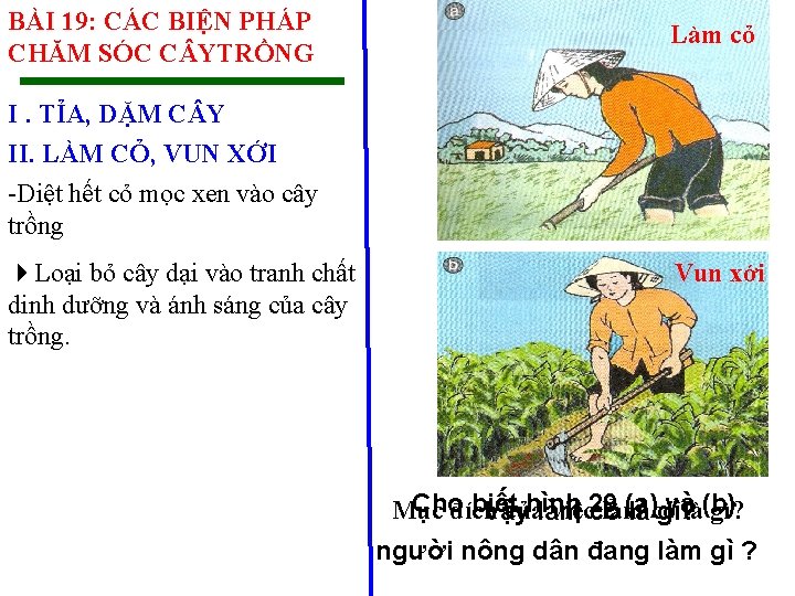 BÀI 19: CÁC BIỆN PHÁP CHĂM SÓC C YTRỒNG Làm cỏ I. TỈA, DẶM