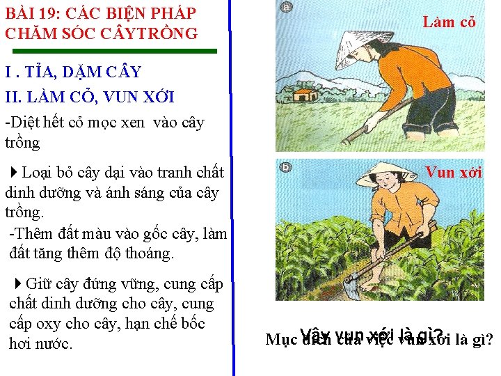 BÀI 19: CÁC BIỆN PHÁP CHĂM SÓC C YTRỒNG Làm cỏ I. TỈA, DẶM