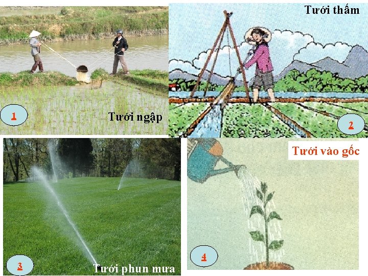 Tưới thấm Tưới ngập 1 2 Tưới vào gốc 3 Tưới phun mưa 4