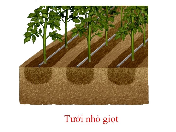 Tưới nhỏ giọt 