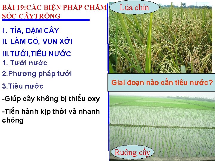 BÀI 19: CÁC BIỆN PHÁP CHĂM SÓC C YTRỒNG Lúa chín I. TỈA, DẶM