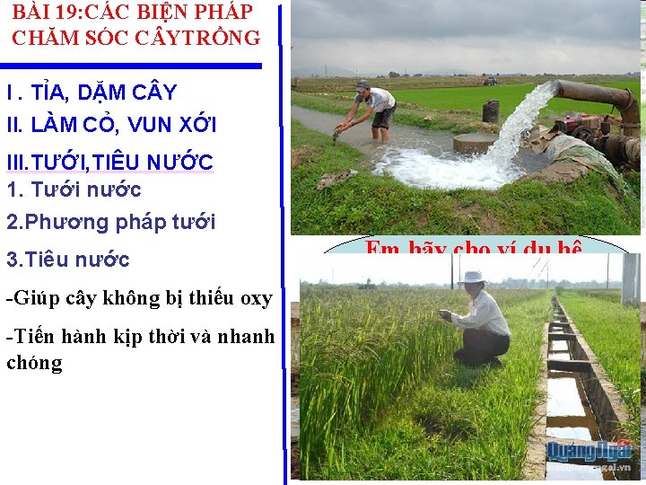 BÀI 19: CÁC BIỆN PHÁP CHĂM SÓC C YTRỒNG I. TỈA, DẶM C Y