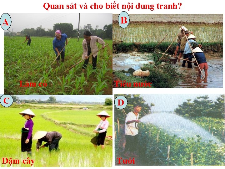 Quan sát và cho biết nội dung tranh? B A Làm cỏ Tiêu nước