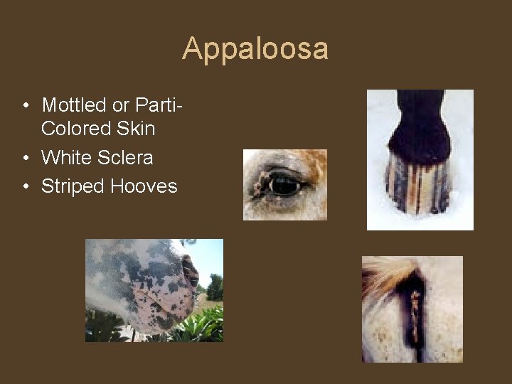 Appaloosa • Mottled or Parti. Colored Skin • White Sclera • Striped Hooves 