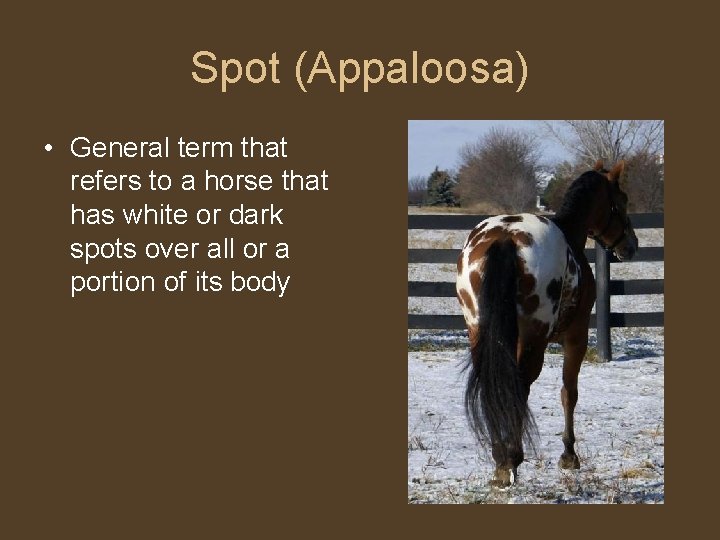 Spot (Appaloosa) • General term that refers to a horse that has white or