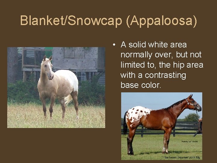 Blanket/Snowcap (Appaloosa) • A solid white area normally over, but not limited to, the