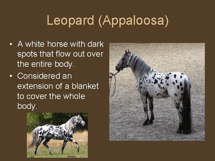Leopard (Appaloosa) • A white horse with dark spots that flow out over the