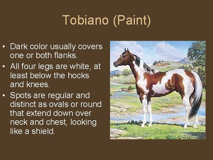 Tobiano (Paint) • Dark color usually covers one or both flanks. • All four
