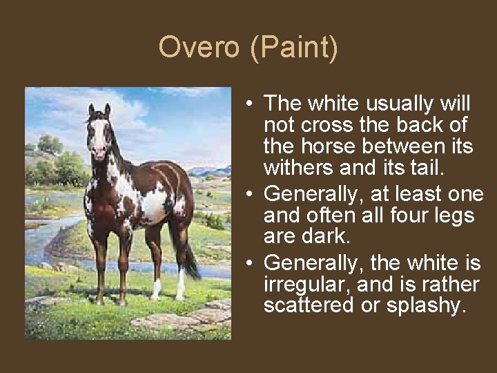 Overo (Paint) • The white usually will not cross the back of the horse
