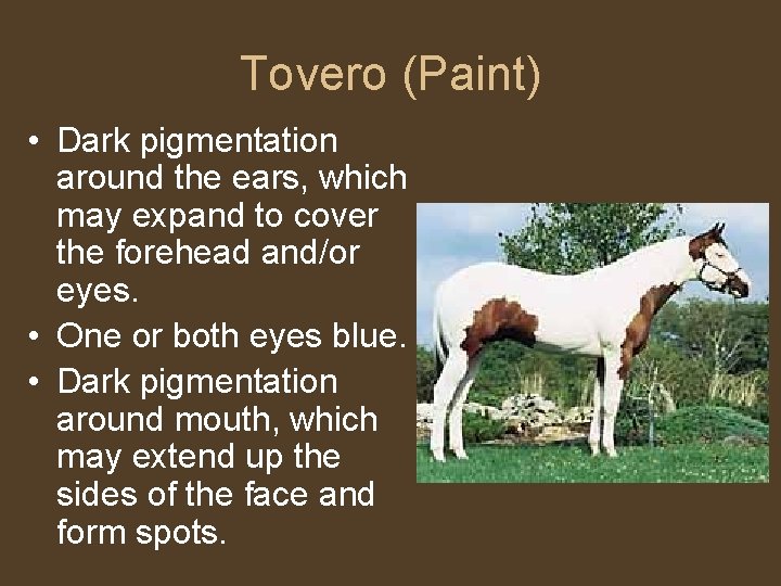 Tovero (Paint) • Dark pigmentation around the ears, which may expand to cover the