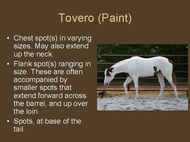 Tovero (Paint) • Chest spot(s) in varying sizes. May also extend up the neck.