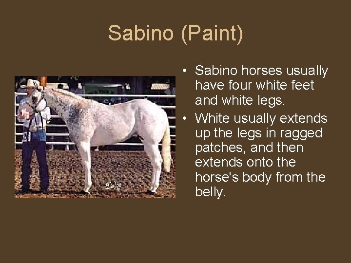 Sabino (Paint) • Sabino horses usually have four white feet and white legs. •