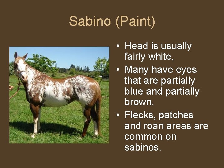 Sabino (Paint) • Head is usually fairly white, • Many have eyes that are