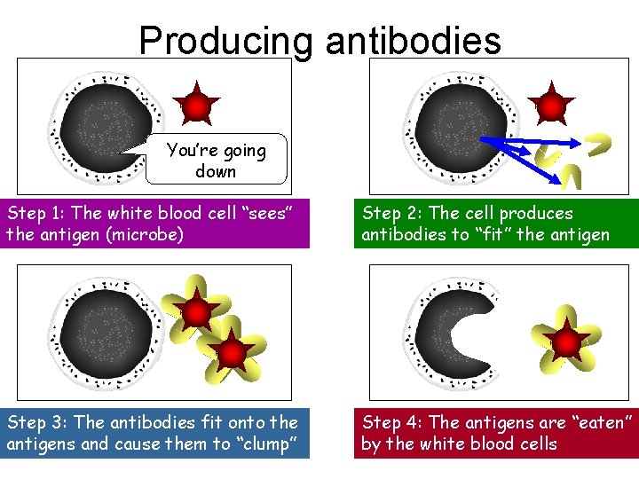 Producing antibodies You’re going down Step 1: The white blood cell “sees” the antigen