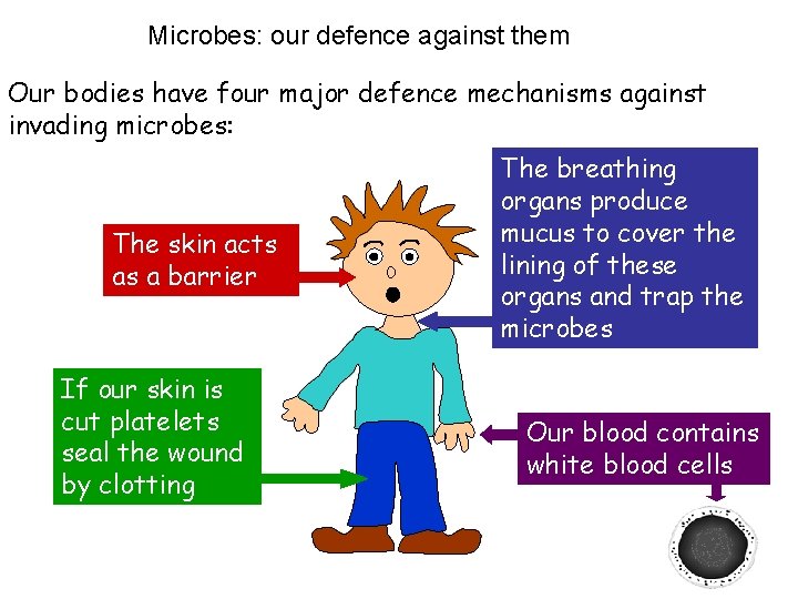 Microbes: our defence against them Our bodies have four major defence mechanisms against invading