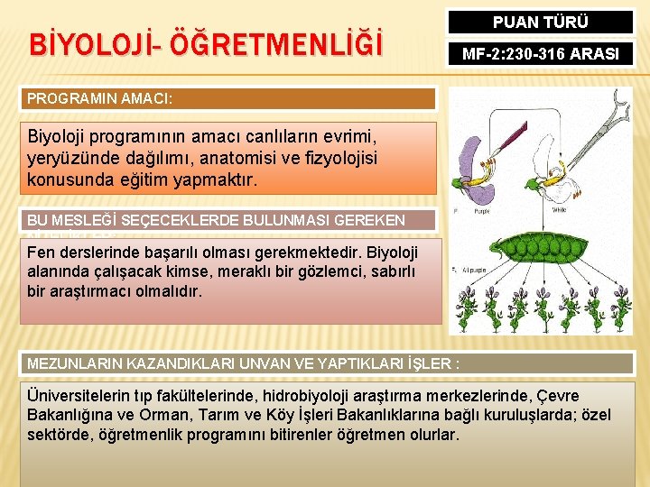 BİYOLOJİ- ÖĞRETMENLİĞİ PUAN TÜRÜ MF-2: 230 -316 ARASI PROGRAMIN AMACI: Biyoloji programının amacı canlıların