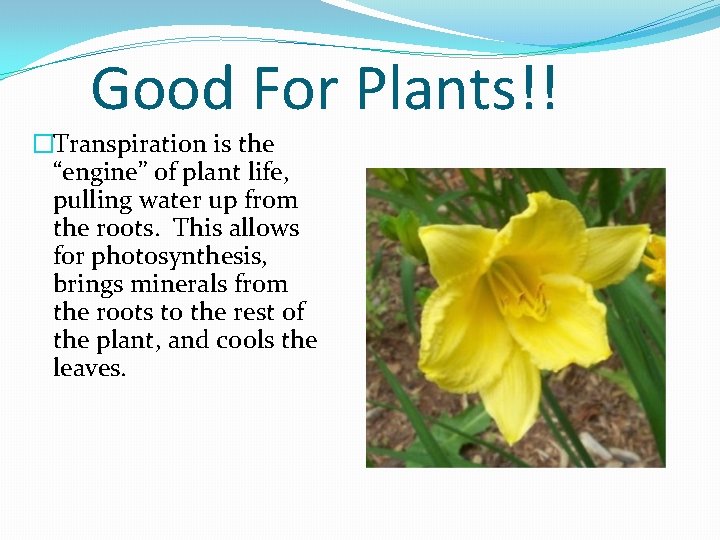 Good For Plants!! �Transpiration is the “engine” of plant life, pulling water up from