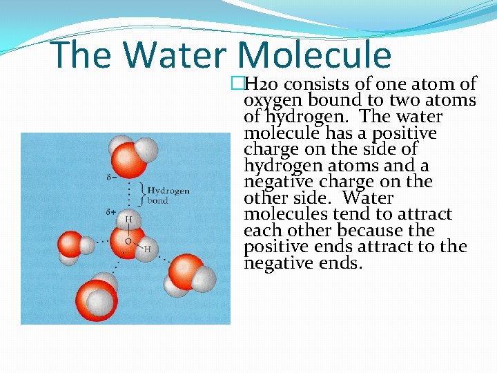 The Water Molecule �H 20 consists of one atom of oxygen bound to two