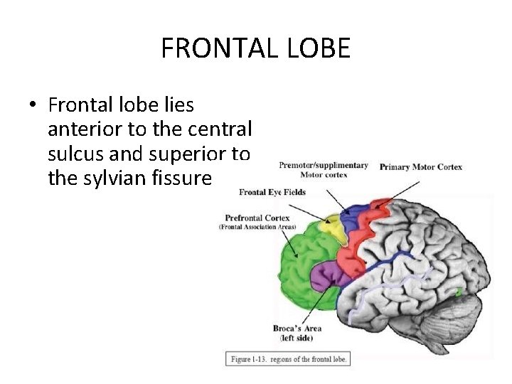 FRONTAL LOBE • Frontal lobe lies anterior to the central sulcus and superior to