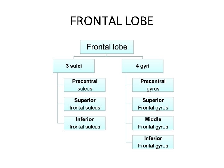 FRONTAL LOBE 