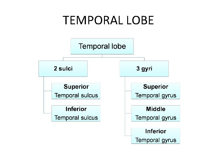 TEMPORAL LOBE 