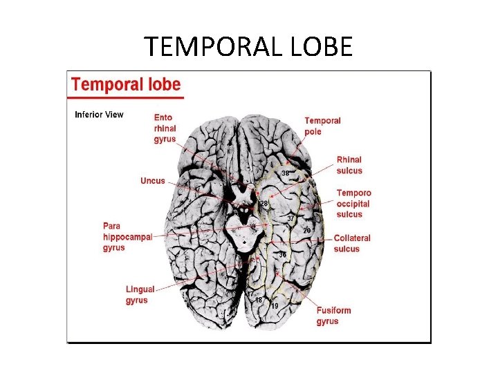 TEMPORAL LOBE 