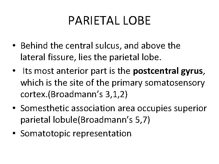 PARIETAL LOBE • Behind the central sulcus, and above the lateral fissure, lies the