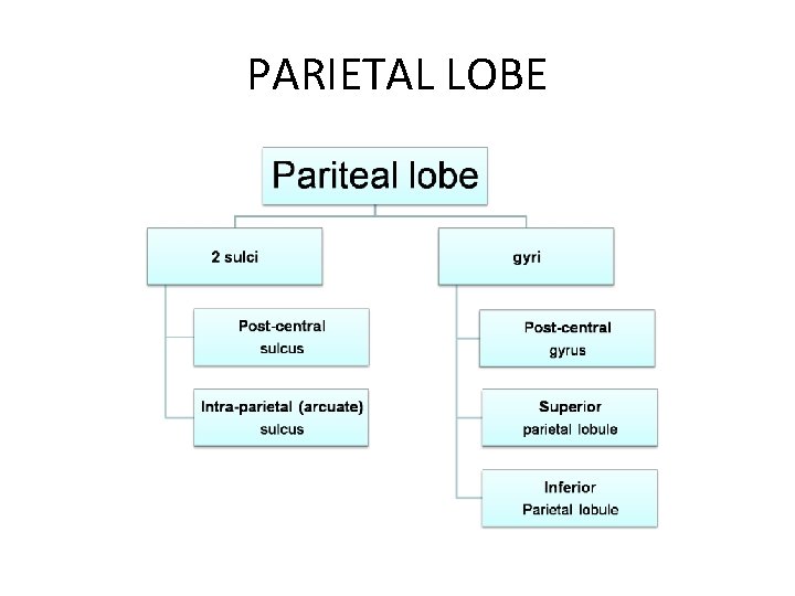 PARIETAL LOBE 