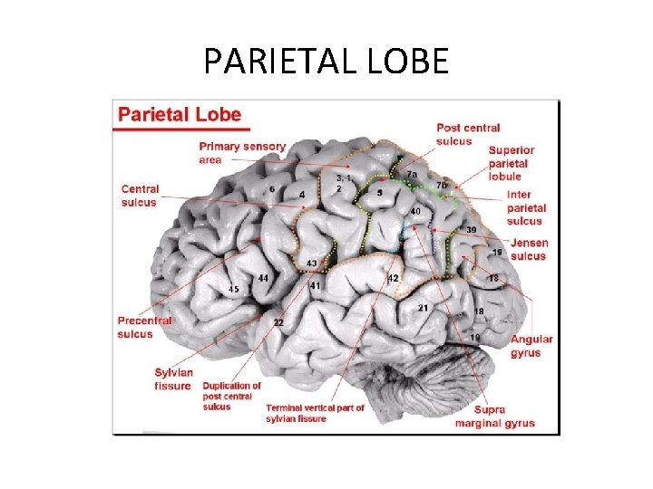 PARIETAL LOBE 