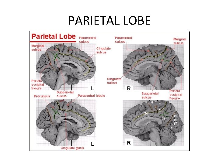 PARIETAL LOBE 