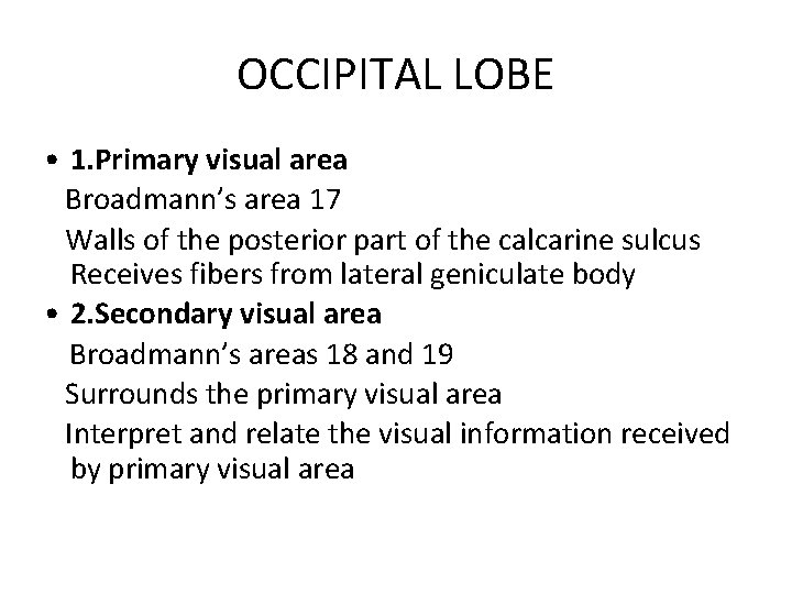 OCCIPITAL LOBE • 1. Primary visual area Broadmann’s area 17 Walls of the posterior