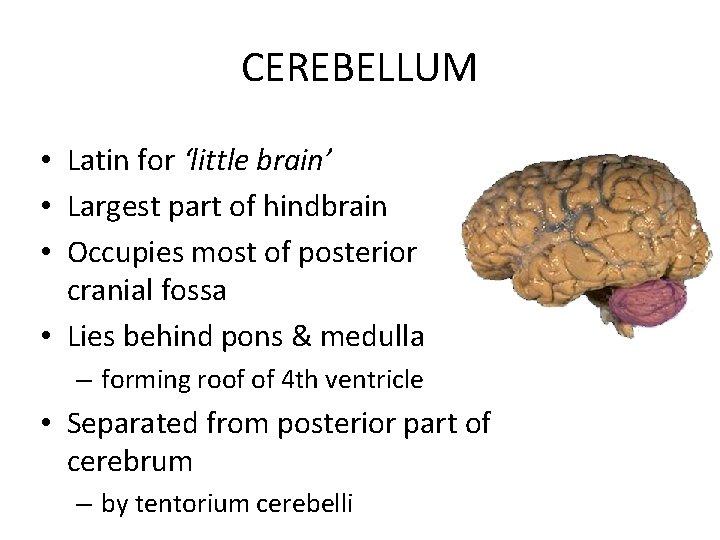 CEREBELLUM • Latin for ‘little brain’ • Largest part of hindbrain • Occupies most