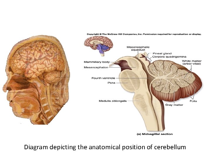 Diagram depicting the anatomical position of cerebellum 